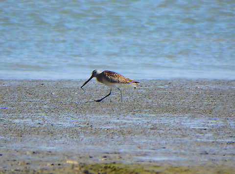 Bar-tailed Godwit - Limosa lapponica Zeeland, Sep 2016. 
https://waarneming.nl/species/170/observations/?
 Bar-tailed Godwit,Fall,Geotagged,Limosa lapponica,Netherlands