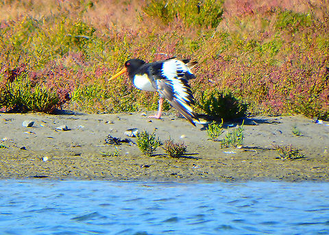 Eurasian oystercatcher - Haematopus_ostralegus Zeeland, Sep 2016.  Eurasian oyster catcher,Fall,Geotagged,Haematopus ostralegus,Netherlands