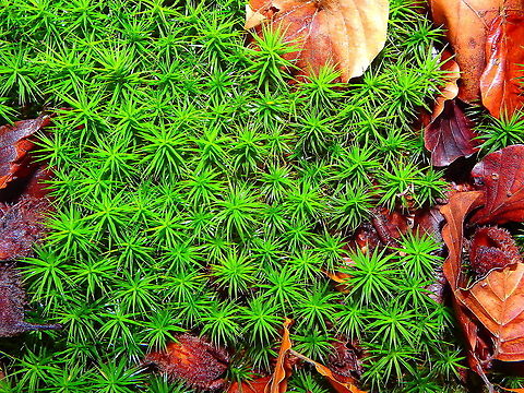 Polytrichum formosum Meerdaelbos, November 2016. Belgium,Fall,Geotagged,Polytrichum formosum