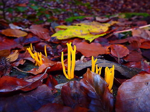 Yellow stagshorn - Calocera viscosa Meerdaelbos, November 2016. Belgium,Calocera viscosa,Fall,Geotagged,Yellow stagshorn