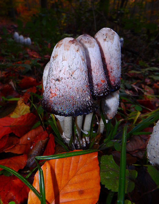 Shaggy ink cap - Coprinus comatus Meerdaelbos, November 2016.  Belgium,Coprinus comatus,Fall,Geotagged,Shaggy ink cap