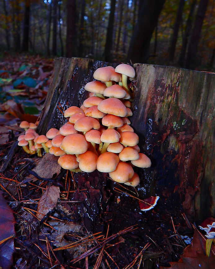 Sulphur tuft - Hypholoma fasciculare Meerdaelbos, November 2016.  Belgium,Fall,Geotagged,Hypholoma fasciculare,Sulphur tuft