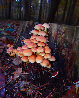 Sulphur tuft - Hypholoma fasciculare Meerdaelbos, November 2016.  Belgium,Fall,Geotagged,Hypholoma fasciculare,Sulphur tuft