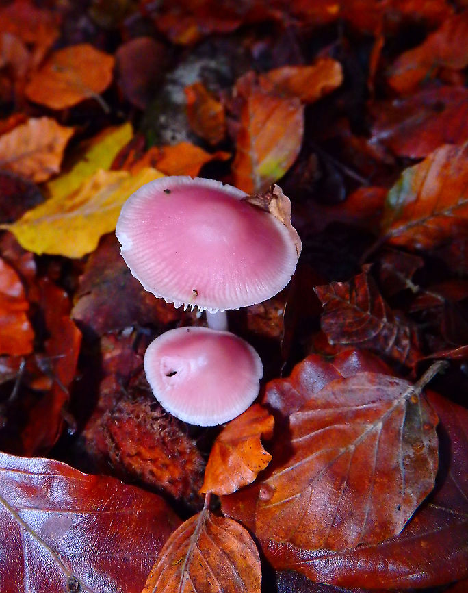 Rosy bonnet - Mycena rosea Meerdaelbos, November 2016. <br />
<a href="https://waarnemingen.be/species/15291/photos/?page=3" rel="nofollow">https://waarnemingen.be/species/15291/photos/?page=3</a> Belgium,Fall,Geotagged,Mycena rosea,Rosy bonnet