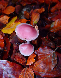 Rosy bonnet - Mycena rosea Meerdaelbos, November 2016. 
https://waarnemingen.be/species/15291/photos/?page=3 Belgium,Fall,Geotagged,Mycena rosea,Rosy bonnet