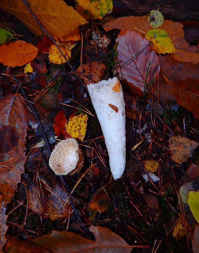 Common Stinkhorn - Phallus impudicus Found with top part on the side.<br />
Meerdaelbos, November 2016.  Belgium,Common Stinkhorn,Fall,Geotagged,Phallus impudicus