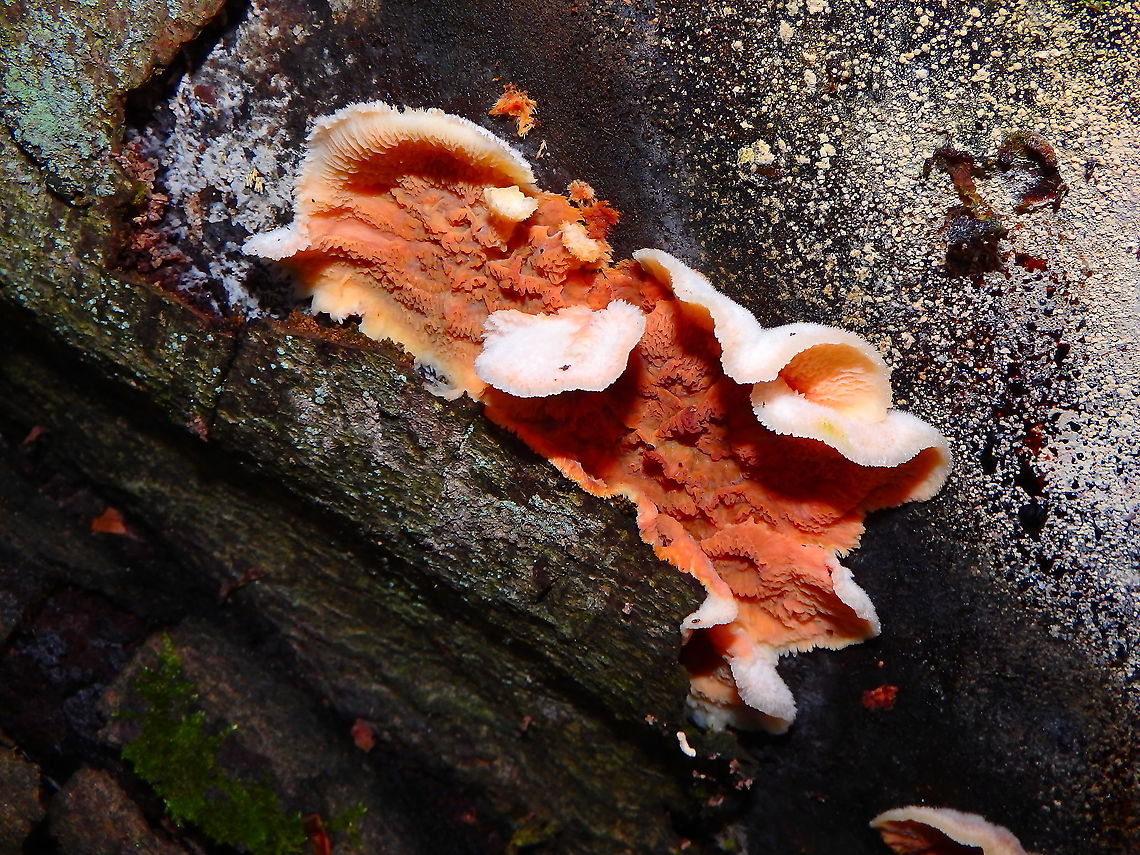 Trembling Crust - Phlebia tremellosa Meerdaelbos, November 2016.  Belgium,Fall,Geotagged,Merulius tremellosus,Trembling Crust