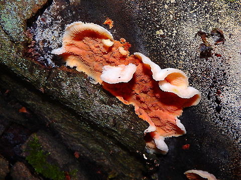 Trembling Crust - Phlebia tremellosa Meerdaelbos, November 2016.  Belgium,Fall,Geotagged,Merulius tremellosus,Trembling Crust