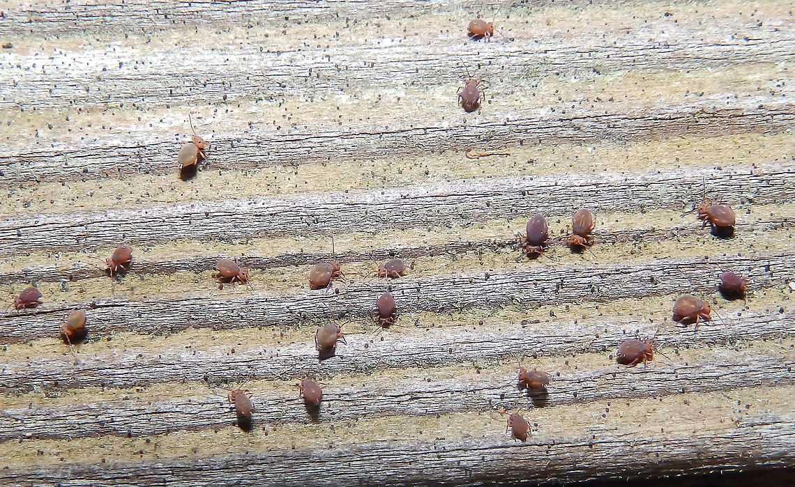 Globular Springail  - Dicyrtoma fusca Found in old wood logs on my terrace one frozen cold morning in Nov 2016.     Belgium,Dicyrtoma fusca,Fall,Geotagged