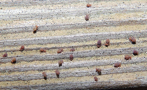 Globular Springail  - Dicyrtoma fusca Found in old wood logs on my terrace one frozen cold morning in Nov 2016.     Belgium,Dicyrtoma fusca,Fall,Geotagged
