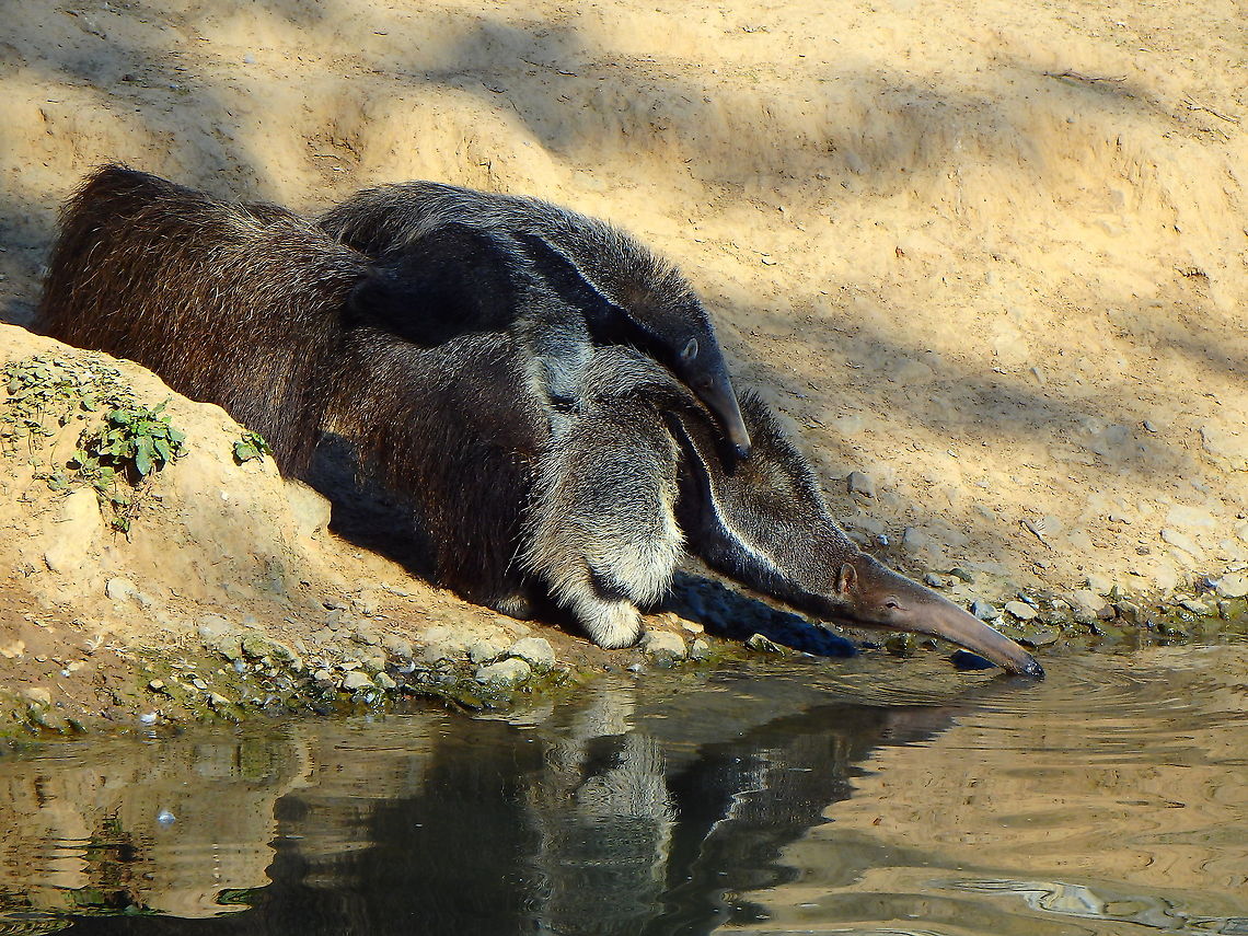 Giant anteater - Myrmecophaga tridactyla With baby.<br />
Seen in Pairi Daiza, Sep 2016.<br />
<br />
Interesting Fact for the Giant Anteater:<br />
They have the lowest recorded body temperature of all mammals, only reaching 91F!/32.8C Belgium,Geotagged,Giant anteater,Myrmecophaga tridactyla,Summer