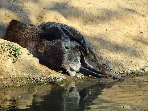 Giant anteater - Myrmecophaga tridactyla With baby.
Seen in Pairi Daiza, Sep 2016.

Interesting Fact for the Giant Anteater:
They have the lowest recorded body temperature of all mammals, only reaching 91F!/32.8C Belgium,Geotagged,Giant anteater,Myrmecophaga tridactyla,Summer