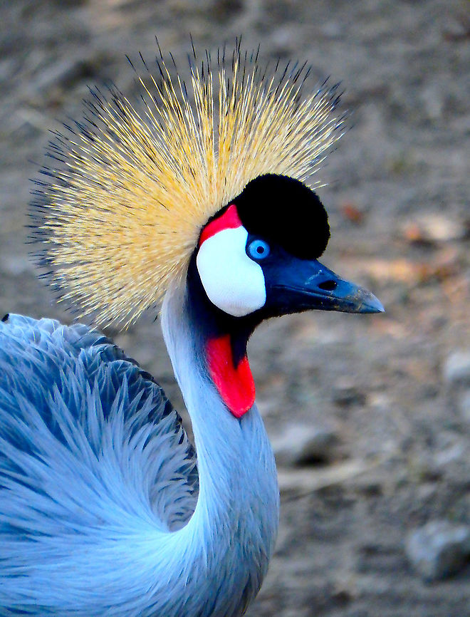 Grey crowned crane - Balearica regulorum Seen in Pairi Daiza, Sep 2016.<br />
Fun fact: Their call can be heard from 3 mi (4.8 km) away.  Balearica regulorum,Belgium,Geotagged,Grey crowned crane,Summer