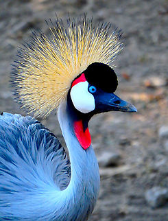 Grey crowned crane - Balearica regulorum Seen in Pairi Daiza, Sep 2016.
Fun fact: Their call can be heard from 3 mi (4.8 km) away.  Balearica regulorum,Belgium,Geotagged,Grey crowned crane,Summer