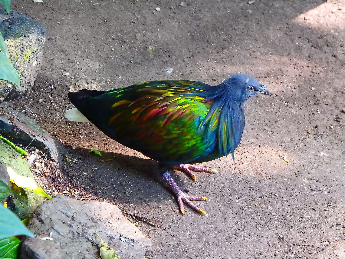 Nicobar Pigeon - Caloenas nicobarica Seen in Pairi Daiza, Sep 2016.<br />
<br />
Interesting Fact: This pigeon is the only living ancestor of the extinct Dodo! Belgium,Caloenas nicobarica,Geotagged,Nicobar Pigeon,Summer
