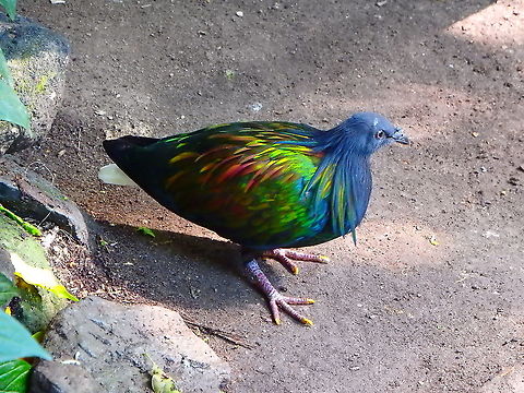 Nicobar Pigeon - Caloenas nicobarica Seen in Pairi Daiza, Sep 2016.

Interesting Fact: This pigeon is the only living ancestor of the extinct Dodo! Belgium,Caloenas nicobarica,Geotagged,Nicobar Pigeon,Summer