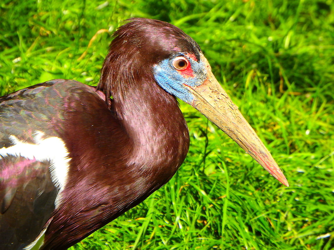 Abdim's stork - Ciconia abdimii Seen in Pairi Daiza, Sep 2016.<br />
Interesting fact:<br />
Even though they breed north of the equator, they like to spend the rest of their time in eastern and southern parts of Africa. Abdim's stork,Belgium,Ciconia abdimii,Geotagged,Summer