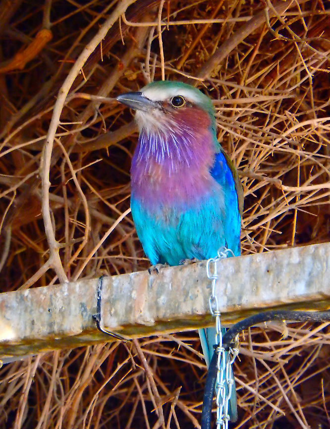 Lilac-breasted roller - Coracias caudata Seen in Pairi Daiza, Sep 2016.<br />
Interesting fact: <br />
These birds can communicate a variety of different emotions and information using both call notes and visual actions. As example of the latter, male roller birds perform acrobatics while flying near females during the mating season. Belgium,Coracias caudatus,Geotagged,Lilac-breasted roller,Summer