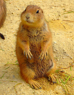 Black-tailed prairie dog -Cynomys ludovicianus Seen in Pairi Daiza, Sep 2016.
Interesting fact: In contrast to other fast-multiplying rodents, these animals actually mate just once a year, in early winter. Females actually only go into estrus for a single hour a year so they better use their chances during that moment of the year to have babies! Belgium,Black-tailed prairie dog,Cynomys ludovicianus,Geotagged,Summer