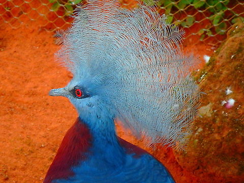 Sclaters crowned pigeon - Goura scheepmakeri Seen in Pairi Daiza, Sep 2016.
 Belgium,Geotagged,Goura scheepmakeri,Scheepmakers crowned pigeon,Summer