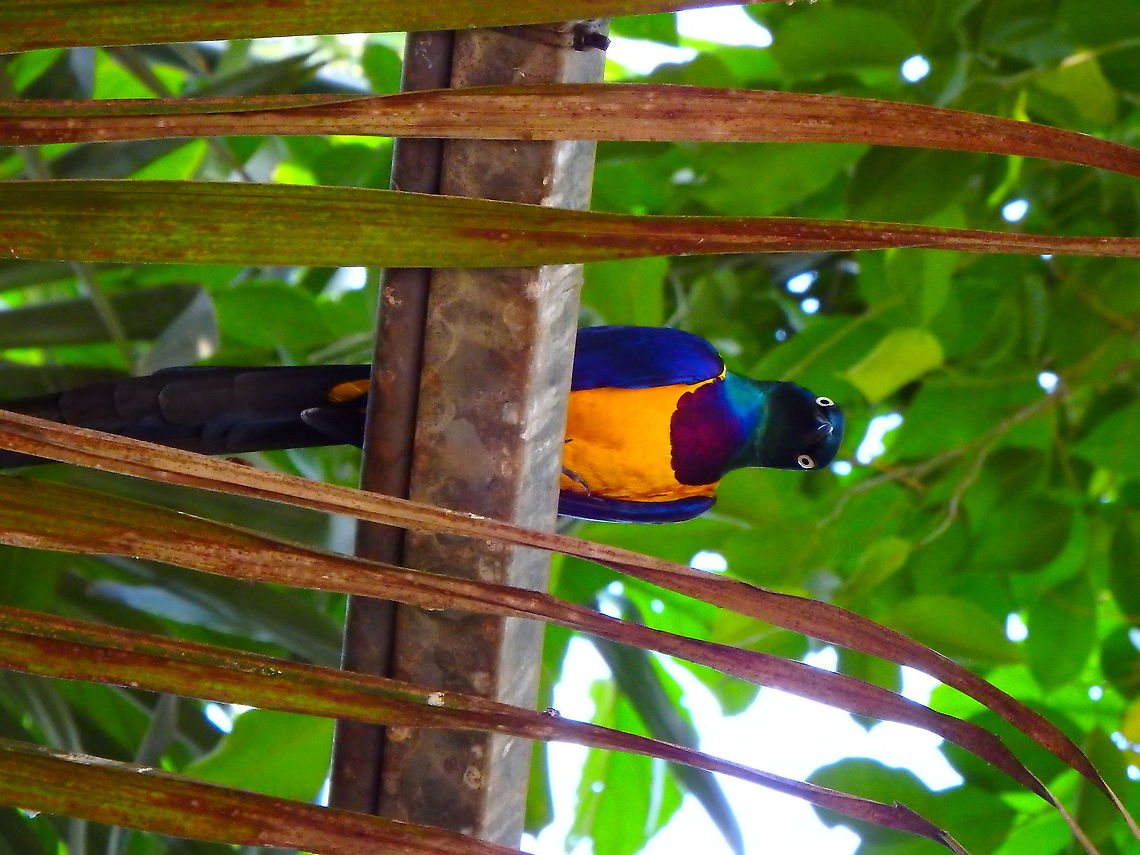 Golden-breasted starling - Lamprotornis_regius This picture is not rotated, the bird was really looking at my right below making the picture :-)<br />
Seen in Pairi Daiza, Sep 2016.<br />
 Belgium,Geotagged,Golden-breasted starling,Lamprotornis regius,Summer