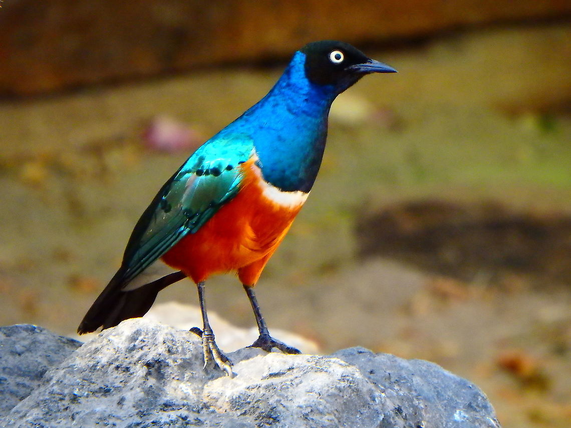 Superb Starling - Lamprotornis superbus Seen in Pairi Daiza, Sep 2016.<br />
 Belgium,Geotagged,Lamprotornis superbus,Summer,Superb Starling
