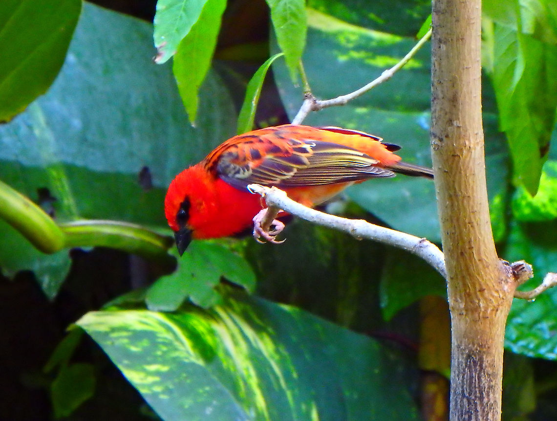 Red fody - Foudia madagascariensis Seen in Pairi Daiza, Sep 2016.<br />
 Belgium,Foudia madagascariensis,Geotagged,Red fudy,Summer