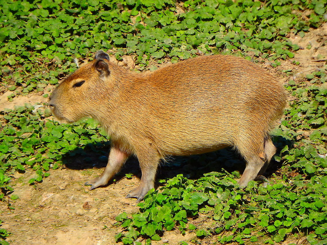 Capybara - Hydrochoerus hydrochaeris Seen in Pairi Daiza, Sep 2016. <br />
 Belgium,Capybara,Geotagged,Hydrochoerus hydrochaeris,Summer