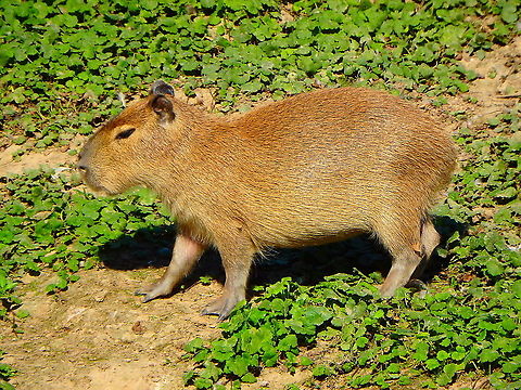 Capybara - Hydrochoerus hydrochaeris Seen in Pairi Daiza, Sep 2016. 
 Belgium,Capybara,Geotagged,Hydrochoerus hydrochaeris,Summer