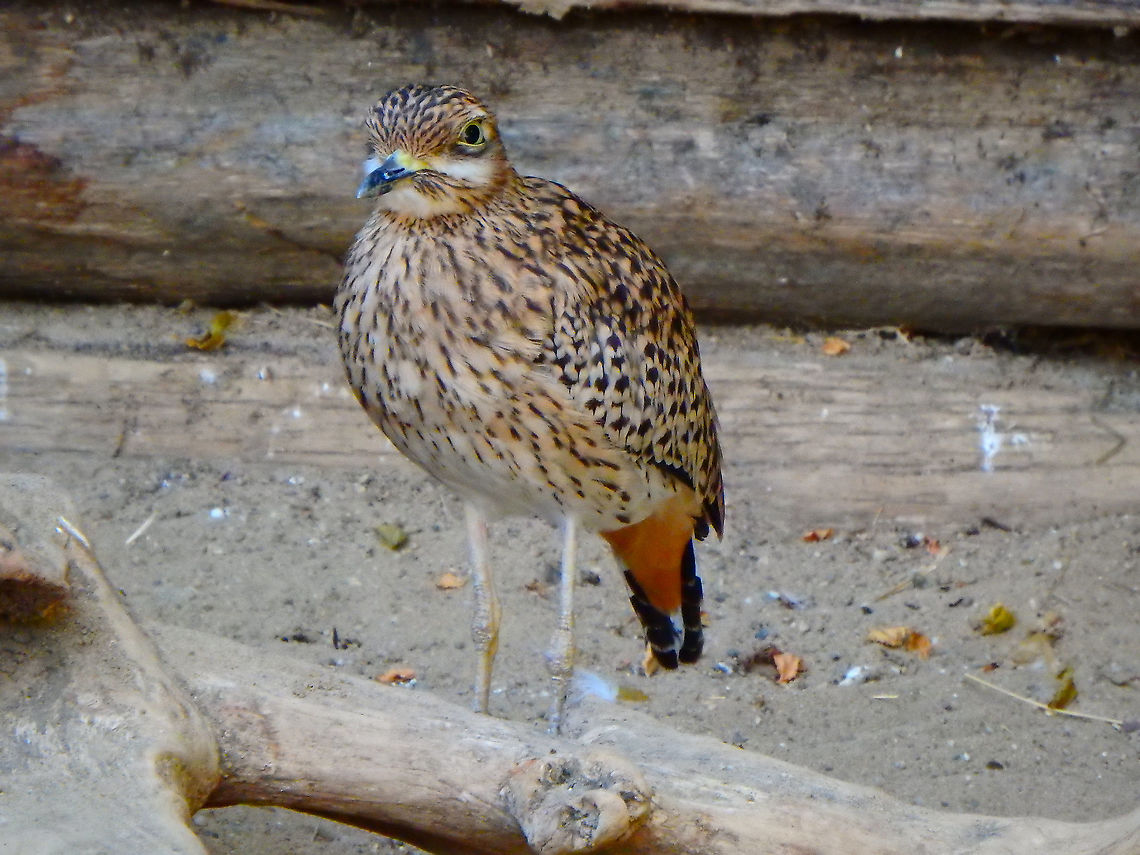 Spotted Thick-knee - Burhinus capensis Seen in Pairi Daiza, Sep 2016.  Belgium,Burhinus capensis,Geotagged,Spotted Thick-knee,Summer