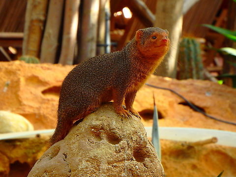 Common dwarf mongoose - Helogale parvula Seen in Pairi Daiza, Sep 2016. 
 Belgium,Common dwarf mongoose,Geotagged,Helogale parvula,Summer