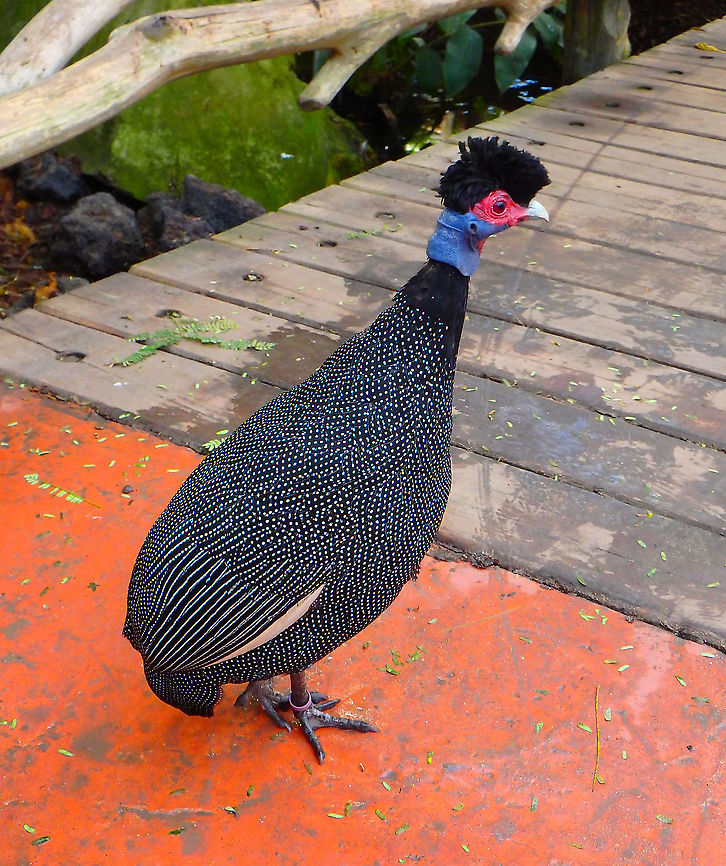 Crested Guineafowl - Guttera pucherani Seen in Pairi Daiza, Sep 2016. <br />
 Belgium,Crested Guineafowl,Geotagged,Guttera pucherani,Summer