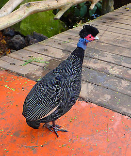 Crested Guineafowl - Guttera pucherani Seen in Pairi Daiza, Sep 2016. 
 Belgium,Crested Guineafowl,Geotagged,Guttera pucherani,Summer