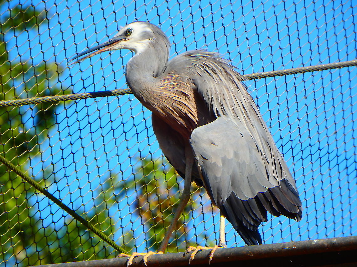 White-faced Heron - Egretta novaehollandiae Seen in Pairi Daiza, Sep 2016. <br />
 Belgium,Egretta novaehollandiae,Geotagged,Summer,White-faced Heron