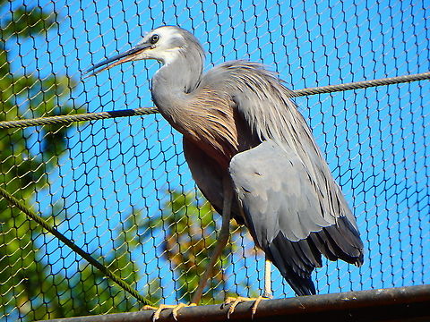 White-faced Heron - Egretta novaehollandiae Seen in Pairi Daiza, Sep 2016. 
 Belgium,Egretta novaehollandiae,Geotagged,Summer,White-faced Heron