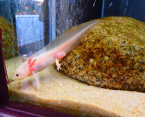 Axolotl - Ambystoma mexicanum Seen in Pairi Daiza, Sep 2016.
 Ambystoma mexicanum,Axolotl,Belgium,Geotagged,Summer