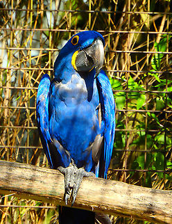 Hyacinth Macaw - Anodorhynchus hyacinthinus Seen in Pairi Daiza, Sep 2016.

 Anodorhynchus hyacinthinus,Belgium,Geotagged,Hyacinth Macaw,Summer
