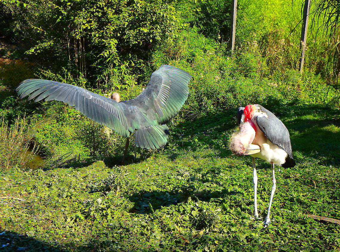 Marabou Stork - Leptoptilos crumenifer Seen in Pairi Daiza, Sep 2016. Belgium,Geotagged,Leptoptilos crumeniferus,Marabou Stork,Summer