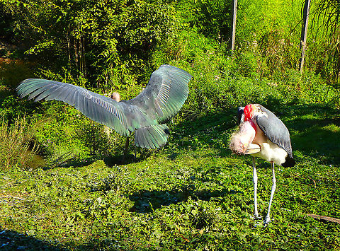 Marabou Stork - Leptoptilos crumenifer Seen in Pairi Daiza, Sep 2016. Belgium,Geotagged,Leptoptilos crumeniferus,Marabou Stork,Summer