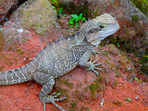 Australian water dragon - Intellagama lesueurii Seen in Pairi Daiza, Sep 2016.
 Australian water dragon,Belgium,Geotagged,Intellagama lesueurii,Summer