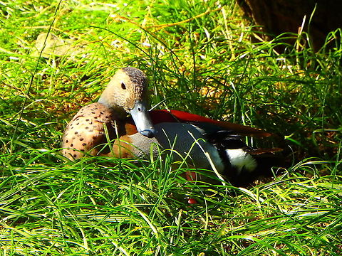 Ringed Teal - Callonetta leucophrys ♂ Seen in Pairi Daiza, Sep 2016.
 Belgium,Callonetta leucophrys,Geotagged,Ringed Teal,Summer