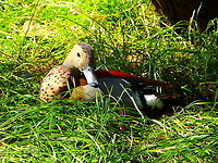 Ringed Teal - Callonetta leucophrys ♂ Seen in Pairi Daiza, Sep 2016.<br />
 Belgium,Callonetta leucophrys,Geotagged,Ringed Teal,Summer