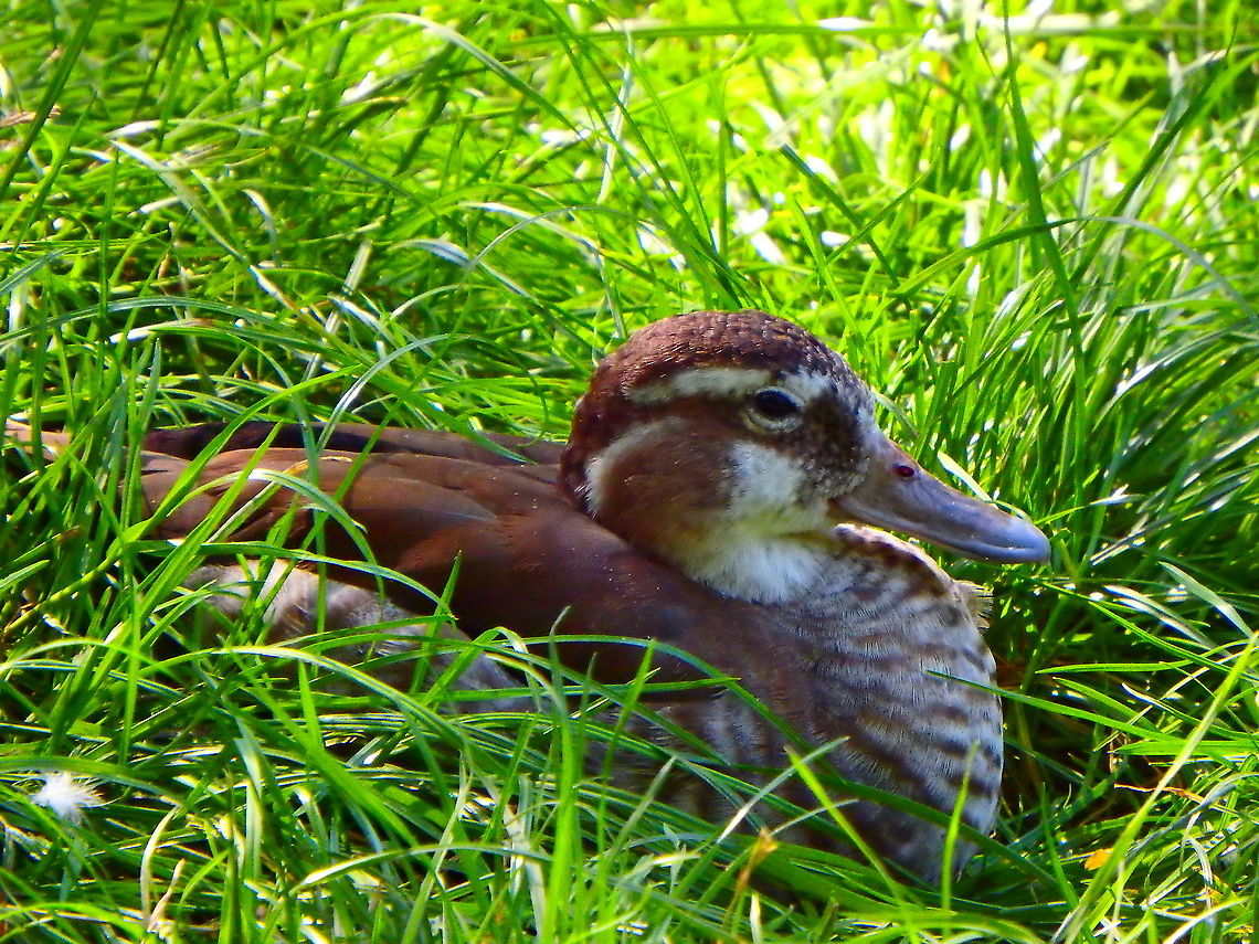 Ringed Teal - Callonetta leucophrys ♀ Seen in Pairi Daiza, Sep 2016.<br />
Male here:<br />
<figure class="photo"><a href="https://www.jungledragon.com/image/126736/ringed_teal_-_callonetta_leucophrys_.html" title="Ringed Teal - Callonetta leucophrys ♂"><img src="https://s3.amazonaws.com/media.jungledragon.com/images/2298/126736_thumb.JPG?AWSAccessKeyId=05GMT0V3GWVNE7GGM1R2&Expires=1759968010&Signature=3h83VAcNDfNKK2LwjxUZ%2BtWNF4U%3D" width="200" height="150" alt="Ringed Teal - Callonetta leucophrys ♂ Seen in Pairi Daiza, Sep 2016.<br />
 Belgium,Callonetta leucophrys,Geotagged,Ringed Teal,Summer" /></a></figure> Belgium,Callonetta leucophrys,Geotagged,Ringed Teal,Summer