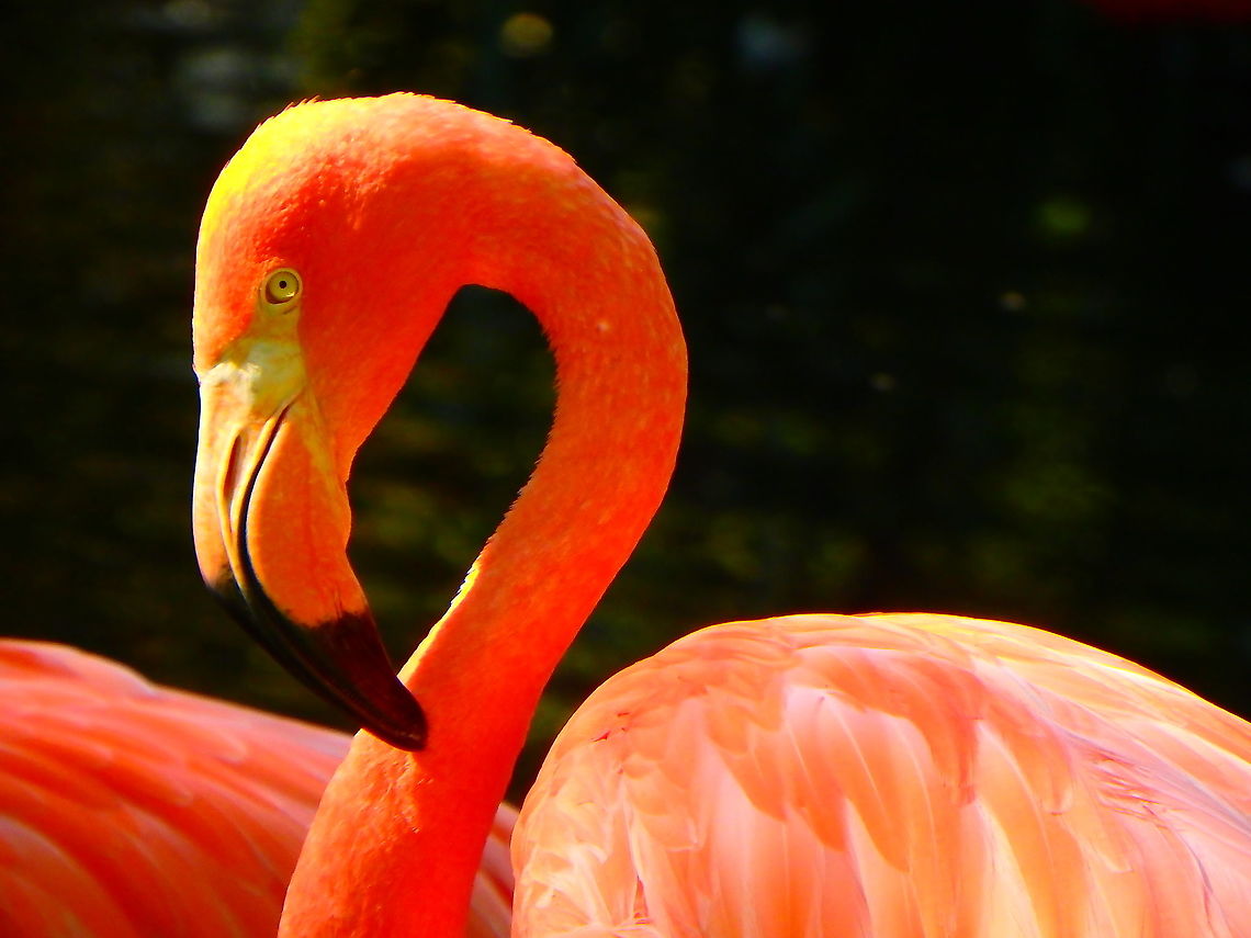 American Flamingo - Phoenicopterus ruber Seen in Pairi Daiza, Sep 2016.<br />
 American Flamingo,Belgium,Geotagged,Phoenicopterus ruber,Summer