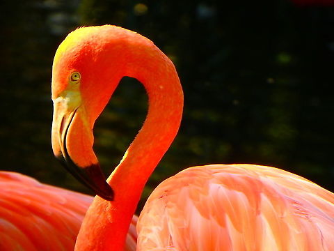 American Flamingo - Phoenicopterus ruber Seen in Pairi Daiza, Sep 2016.
 American Flamingo,Belgium,Geotagged,Phoenicopterus ruber,Summer