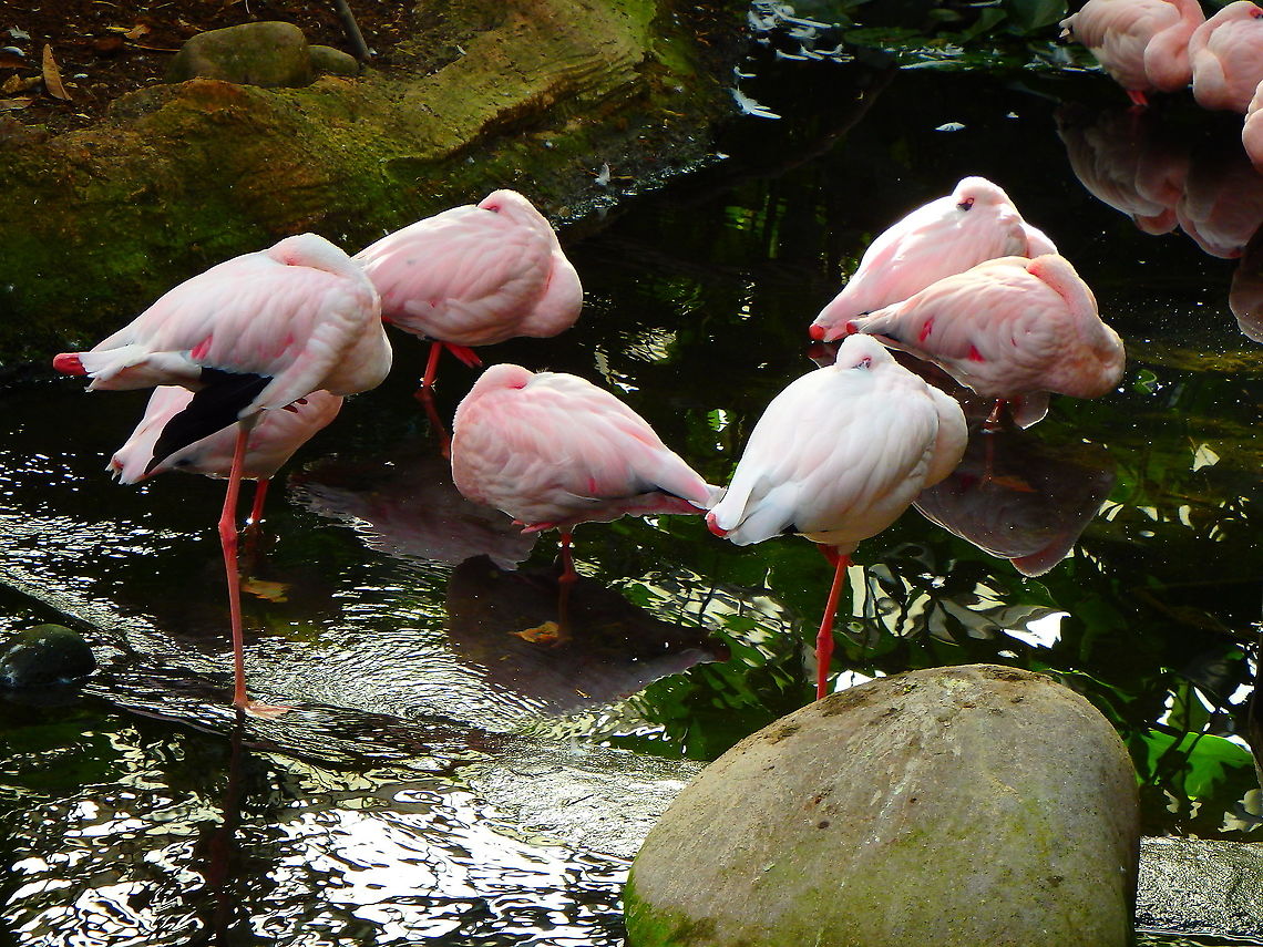 Lesser flamingo - Phoeniconaias/Phoenicopterus minor Seen in Pairi Daiza, Sep 2016.<br />
 Belgium,Geotagged,Lesser Flamingo,Lesser flamingo,Phoeniconaias minor,Phoenicopterus minor,Summer