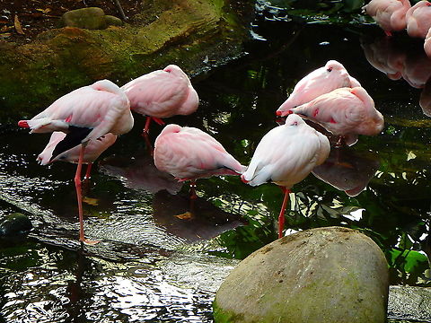 Lesser flamingo - Phoeniconaias/Phoenicopterus minor Seen in Pairi Daiza, Sep 2016.
 Belgium,Geotagged,Lesser Flamingo,Lesser flamingo,Phoeniconaias minor,Phoenicopterus minor,Summer