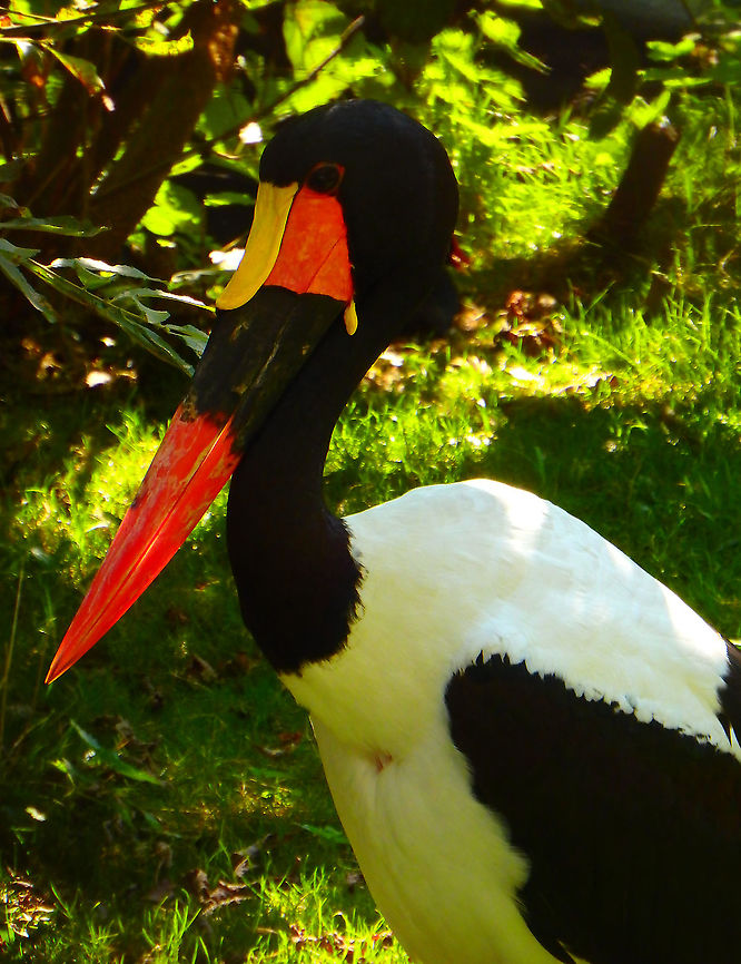 Saddle-billed Stork - Ephippiorhynchus senegalensis Seen in Pairi Daiza, Sep 2016.<br />
 Belgium,Ephippiorhynchus senegalensis,Geotagged,Saddle-billed Stork,Summer