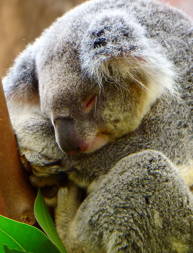 Koala - Phascolarctos cinereus Seen in Pairi Daiza, Sep 2016.<br />
 Belgium,Geotagged,Koala,Phascolarctos cinereus,Summer