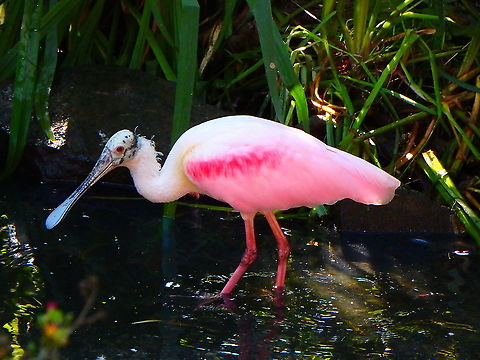 Roseate Spoonbill - Platalea ajaja Seen in Pairi Daiza, Sep 2016.
 Belgium,Geotagged,Platalea ajaja,Roseate Spoonbill,Summer